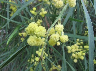 Mimosa d'été