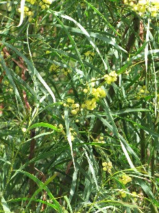 Mimosa d't