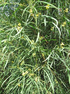 Mimosa d'été