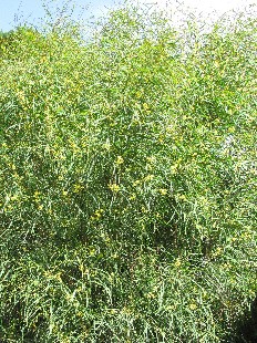 Arbuste de Mimosa d't