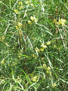 Mimosa d'été