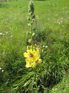 Fleurs de Molne noire