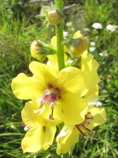 Fleur de Molne noire