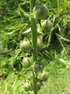 Bourgeons de Molne noire