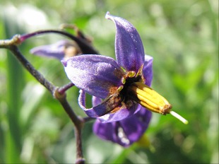 FLeur de Morelle douce-amère