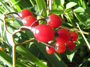 Boules rouges de Morelle douce-amères