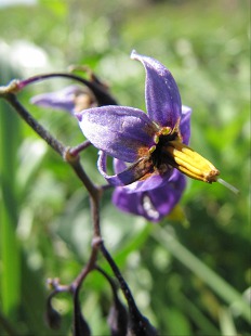 Fleur de Morelle douce-amère