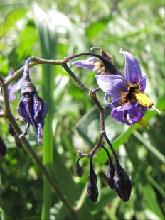 Fleurs de Morelle douce-amere