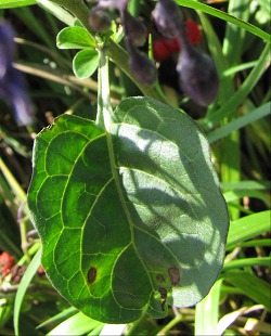 Morelle douce-amere