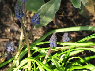 Muscari
