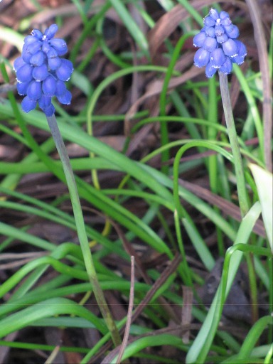 Fleurs de Muscari
