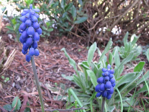 Muscari