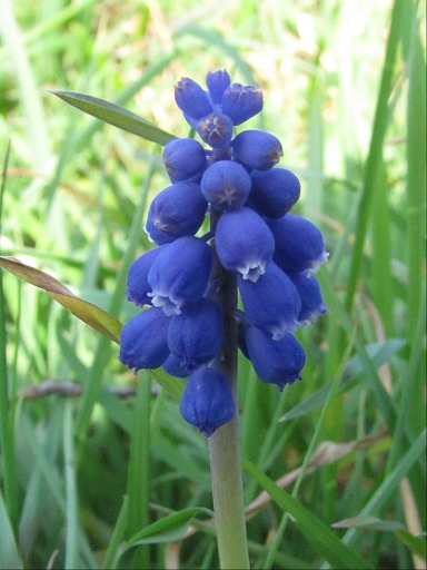 Clochettes de Muscari