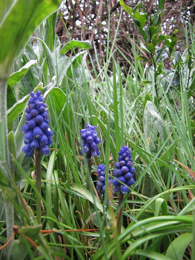 Fleurs de Muscari