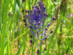 Fleur d'Muscari  toupet