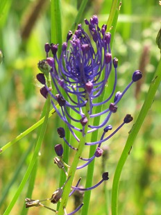 Muscari à toupet