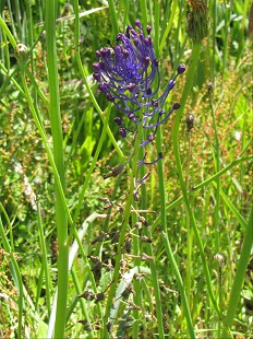 Muscari  toupet - houppe terminale