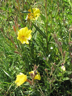 Onagre bisannuelle