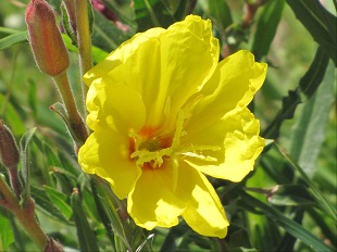 Fleur d'Onagre