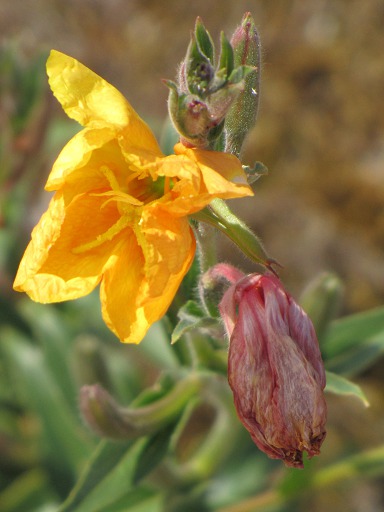 Onagre bisannuelle