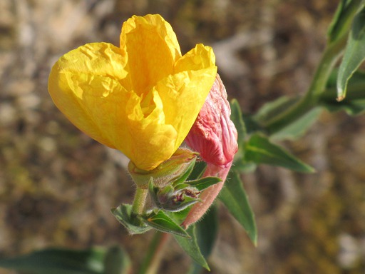 Fleur d'Onagre