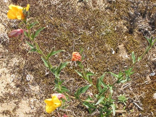 Fleurs d'Onagre