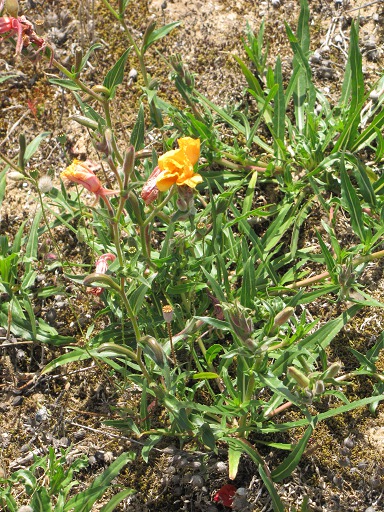 Onagre bisannuelle