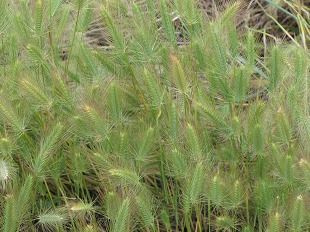 Orge