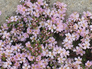 Fleur d'Orpin Blanc