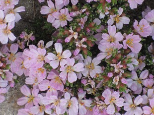 Fleur d'Orpin Blanc