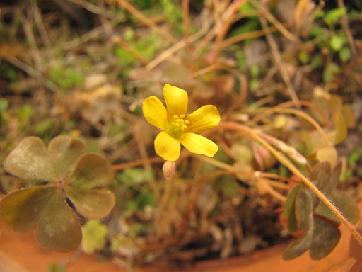 Oxalis droit