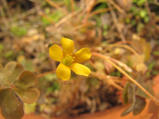Oxalis droit