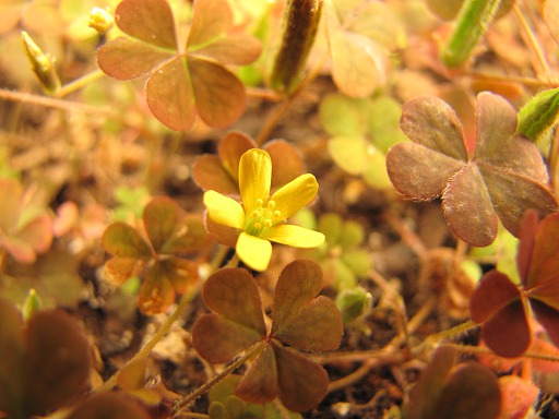 Oxalis droit