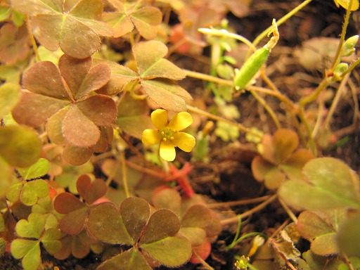 Oxalis droit