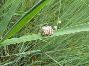 Escargot marin dans les oyats