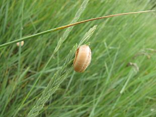 Escargot marin dans les oyats