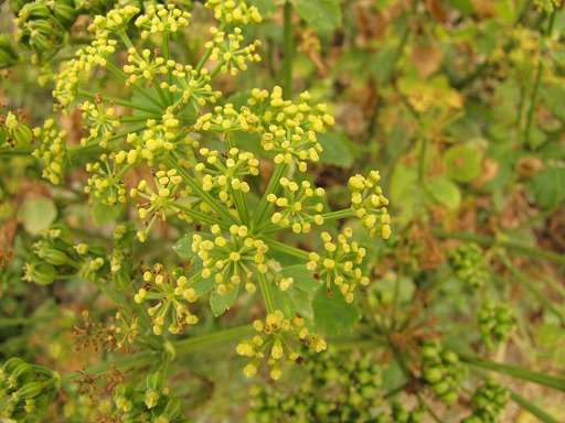 Fleur de Panais Commun