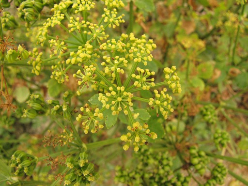 Fleur de Panais Commun