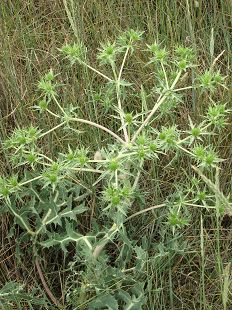 Panicaut champetre
