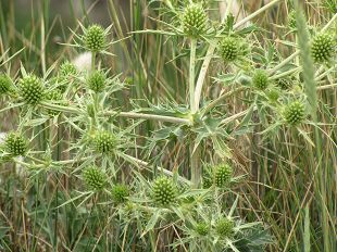 Panicaut Champêtre