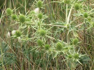 Panicaut champêtre