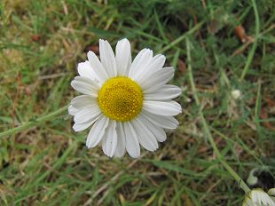 Paquerette