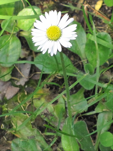Paquerette