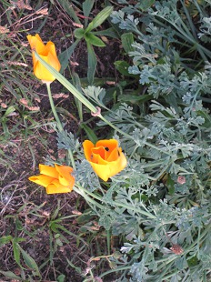 Pavot orange