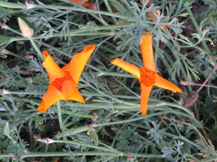 Pavot orange