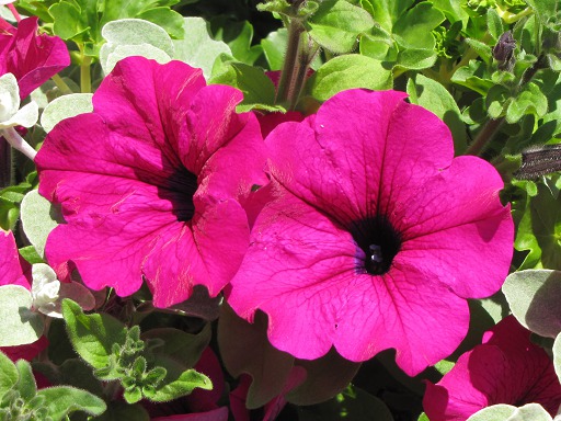 Pétunia