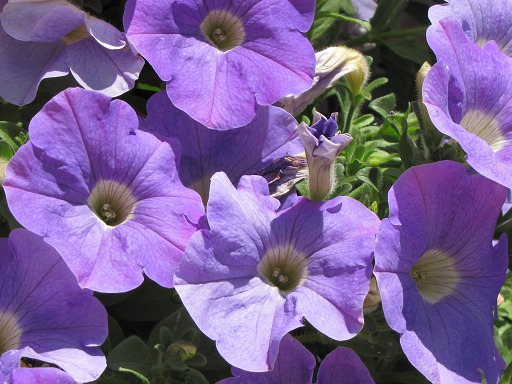 Pétunia
