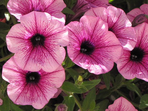 Pétunia
