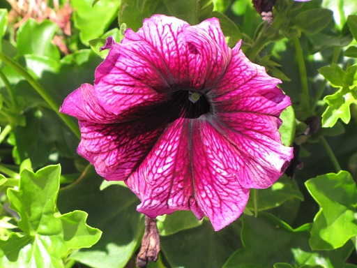 Pétunia