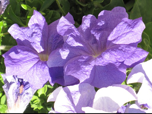 Pétunia
